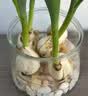 花翁水培植物室内阳台盆栽花卉 混色郁金香4颗+树脂方盆+内篮源头直发 实拍图