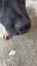 蒂瑞科纯种德牧幼犬弓背黑背德国牧羊犬活体大型狼狗猎犬宠物狗 宠物级 实拍图