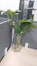 玻璃花瓶透明插花水养百合鲜花水培绿萝绿植干花小号客厅摆件 15蒜头花瓶1个 透明色 实拍图