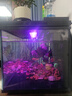 森森金麟超白智能鱼缸小型桌面免换水生态鱼缸一体缸自循环 【过滤升级+自动喂食+除油膜】480+水榕景+加热棒 晒单实拍图