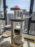 兽牌森林猫爬架大型猫树猫窝一体豪华剑麻猫架太空舱缅因大猫暖冬适用 森林Plus【实木上漆款】 实拍图