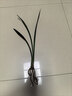 特级浓香型企黑兰花国兰客厅四季好养盆栽绿植物国花高端送礼物 高度40cm冠幅15cm特级精品兰花 1苗裸根发货 实拍图
