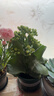 沭之美长寿花绿植花卉A级绿巴黎长寿花+圆球灰冰裂陶瓷盆+竹托源头直发 实拍图