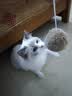 HELLOJOY猫玩具天然兔毛球猫薄荷丰容玩具小猫逗猫棒猫咪玩具自嗨解闷神器 实拍图