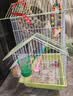 万宠汇 鸟活体虎皮鹦鹉笼养牡丹玄风活鸟学说话手养小太阳鹦鹉宠物鹦鹉 蓝色虎皮+绿色虎皮（一公一母） 实拍图