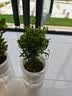 萌肉居小叶赤楠盆栽室内绿植花卉养盆景常绿小叶赤楠苗+早安盆源头直发 实拍图