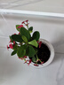 泰西丝铁海棠绿植盆栽桌面好养水培植物摆件+繁星塑料吸水盆 源头直发 实拍图