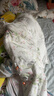 良良（liangliang）婴儿睡袋儿童夏季薄款竹棉纱布分腿宝宝护肚子防踢被四季通用 梦幻巡游-低敏·竹棉纱【前4后2 室温25-30℃】 3XL（建议参考身高110-125CM） 实拍图