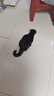 耐威克猫零食猫条 混合口味美毛补水 成猫幼猫湿粮猫咪猫零食66支 实拍图