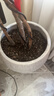 匠心绽放通用型营养土8L家庭园艺种植泥炭藓土有机质含量高肥力足17008 实拍图