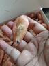 禧美海产加拿大熟冻北极甜虾1斤/袋 65-85只 (MSC认证) 海鲜水产 轻食海鲜 实拍图