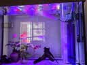 森森（SUNSUN）鱼缸过滤材料细菌屋玻璃环生化球麦饭石水族滤材过滤用品 升级版细菌球500g【贈水质安定剂胶囊】 实拍图