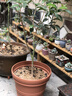 爱丽思（IRIS）特大号圆形花盆种树庭院超大加厚大盆景树木无花果蓝莓果树种植盆 12号茶色 约17L (口径35.8cm) 实拍图