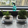 裕轩堂 有孔陶瓷花盆多肉植物白色创意简约风格长方形桌面地面绿植盆 长方形-竹（带塑料托盘） 中号 实拍图