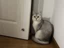 【京东快递】猫咪玩具球猫薄荷狗狗闪光发光球铃铛球玩具解闷神器 1个（款式随机） 实拍图