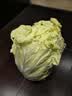 【霜打菜】新鲜大白菜黄心大白菜更甜早餐火锅超市京东包邮 6-8斤含箱 实拍图