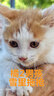 美滋元猫条猫零食 流质猫条湿粮成幼猫全猫咪通用 金枪鱼 猫条12g*15支 实拍图