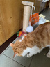 HELLOJOY猫抓柱剑麻猫抓板猫玩具耐抓耐磨不掉屑猫爬架立式自嗨解闷用品 实拍图