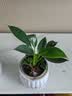 特价大叶金钻绿公主盆栽植物除甲醛绿植办公室四季常青室内摆放2 【拍一发二】金钻+白南瓜吸水盆 含盆高度15-20厘米 实拍图