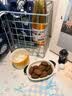 嘴滋妙无糖咖啡豆饼干烘焙糕点酥脆迷你代餐饼下午茶解馋休闲零食500g 实拍图