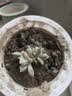 【亏本冲量】多肉植物盆栽新手套餐迷你绿植 2颗不同品种多肉 实拍图