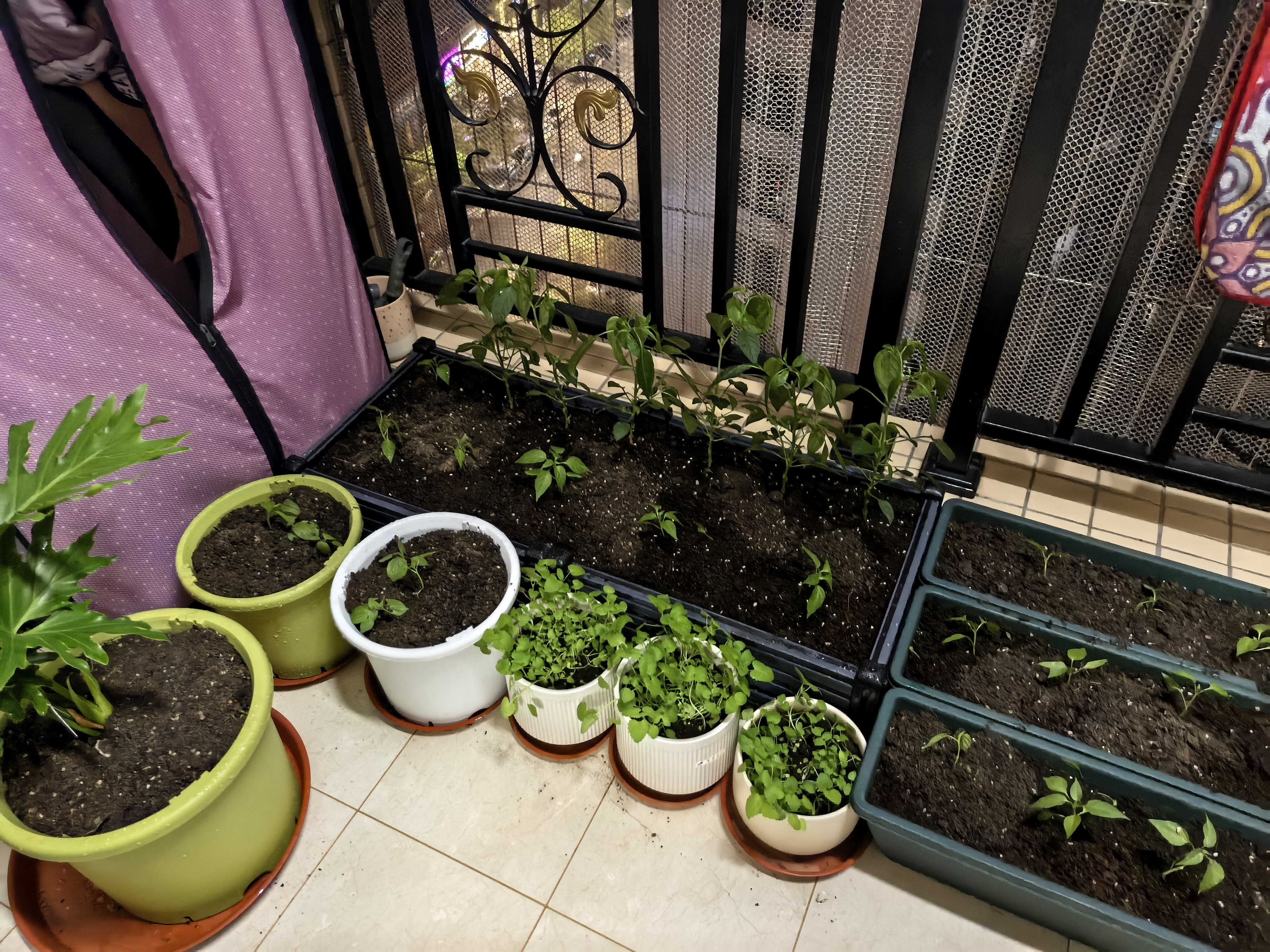 原起点50cm加大阳台种菜箱长方形塑料花盆户外蔬菜种植神器室外花箱花槽 【加厚】单层2联箱(100*40*21） 实拍图
