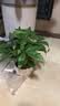花翁大盆三杆发财树绿植盆栽招财植物办公室内开业盆景金钱树源头直发 实拍图
