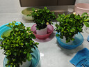 花翁栀子花盆栽四季开花卉大全树苗室内绿植好养易活茉莉花源头直发 实拍图