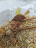 古龙 红烧猪肉罐头500g 即食下饭熟制预制菜面条拌饭肉夹馍中华老字号 实拍图