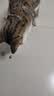 虎头铃铛虎口纯铜响铃铛宠物猫狗项圈挂件吊坠手工装饰品配件材料 虎头铜铃铛【2cm】3个+1根红绳 实拍图