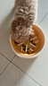 萌嘟星宠 猫碗狗碗宠物喂食器猫食盆水盆防打翻两用慢食碗 实拍图