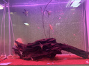 森森（SUNSUN）大型鱼缸底过滤水族箱客厅家用落地玻璃生态金鱼缸 超白款升级底滤 1米长35cm宽（黑白灰可选） 实拍图