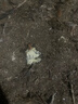 华畜兽药氟苯尼考粉兽用多西环素猪呼吸道小鸡禽感冒浆膜炎肠炎药 实拍图