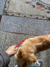 多尼斯（DOGNESS）狗狗牵引绳遛狗绳狗链子大中小型犬泰迪防爆冲宠物哈士奇柴犬 红M 实拍图