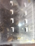 中蜂蜂王种王活体优质红背王产卵王阿坝王土蜂王新开产王高产王 原种阿坝王新开产王 实拍图
