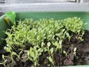 漫生活50L玫瑰月季营养土赠肥料 进口泥炭土花土绿植花卉有机种植土壤 实拍图