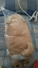 名创优品（MINISO）趴姿系大号趣味狗狗公仔玩偶玩具娃娃抱枕生日礼物女 卡其色 实拍图