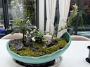 各类小盆栽绿植素材苗 小叶赤楠造景微景观植物盆景 达摩九里香(小苗)-不含盆 实拍图