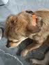 petlimit狗狗脖圈项圈小中大型犬颈圈泰迪金毛狗链脖套宠物用品柔软 桔色M 晒单实拍图