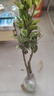 CHUANGSHIJI沙糖桔树苗南方北方种植橘子树苗柑桔果树果苗嫁接砂糖地栽盆栽 3年苗 (当年结果) 81cm(含)-110cm(含) 实拍图