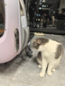 小佩新风猫包二代落樱粉 透明透气外出用大号便携双肩猫包支持充电宝 实拍图