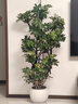 叹为观止大型植物发财树各种大颗盆栽开业乔迁客厅办公室内好养大型花卉 造型鸭脚木【1.5-1.7米】 含盆 实拍图