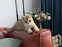 茨格曼 防丢铃铛 猫狗通用 可调节 棉质 防走失 宠物外出 项圈挂饰 实拍图