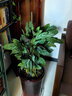 室内绿植花卉盆栽孔雀竹芋 猫眼彩虹绿植盆栽植物 新飞羽竹芋60-70厘米高 原盆原土发货 含原装简易塑料盆 实拍图