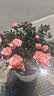 【莎之槿园艺】杜鹃花苗盆栽带花苞四季开花不断室内观花卉绿植植物老桩大棵好养 特大盆粉色杜鹃花+仿木桶盆+底托(带花苞发 含盆 实拍图