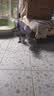 欢宠网猫项圈猫咪铃铛狗狗宠物驱虫除蚤圈除防跳蚤虱子颈脖圈用品 红色 实拍图