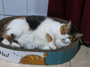 疯狂的主人猫抓板窝特大号猫玩具猫爪板猫抓盆不掉屑猫窝椭圆形瓦楞纸 实拍图