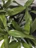 花行榜驱蚊竹柏水培驱蚊植物盆栽办公室桌面花卉水养办公室绿植源头直发 实拍图