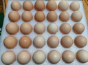 京鲜生可生食标准鲜鸡蛋30枚礼盒装3斤 源头直发 实拍图