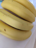佳农 进口大把香蕉净重2.4斤 家庭装 生鲜水果 源头直发 包邮 实拍图